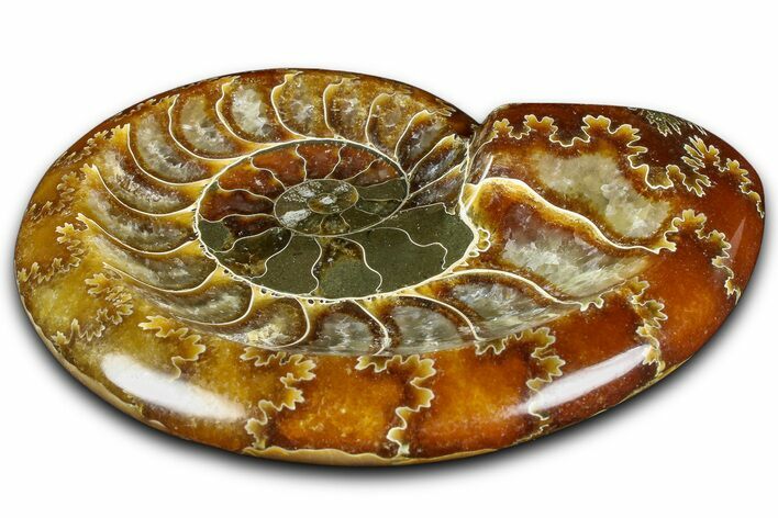 Polished Fossil Ammonite Dish - Madagascar #361373
